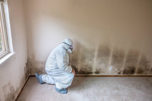 Best Mold Remediation for Specific Building Types in USA